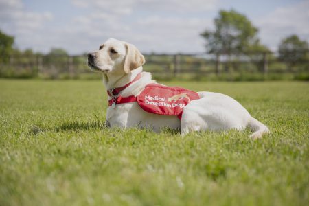 COVID-19 detection dogs trial launches